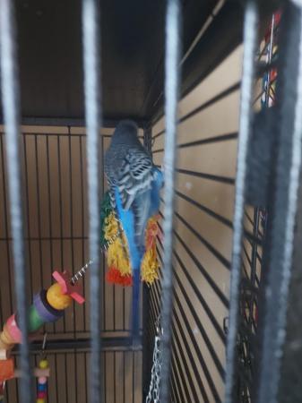 Image 4 of Male and female pair of budgies, 2 years old.