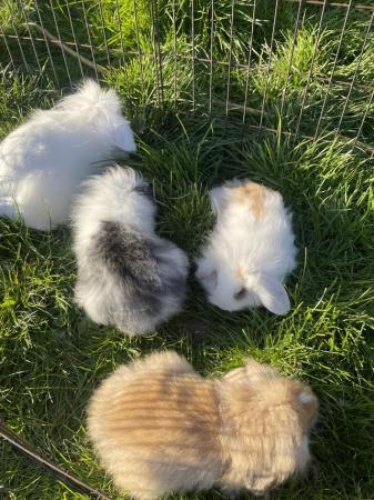 Image 2 of Baby lion lop rabbits for sale