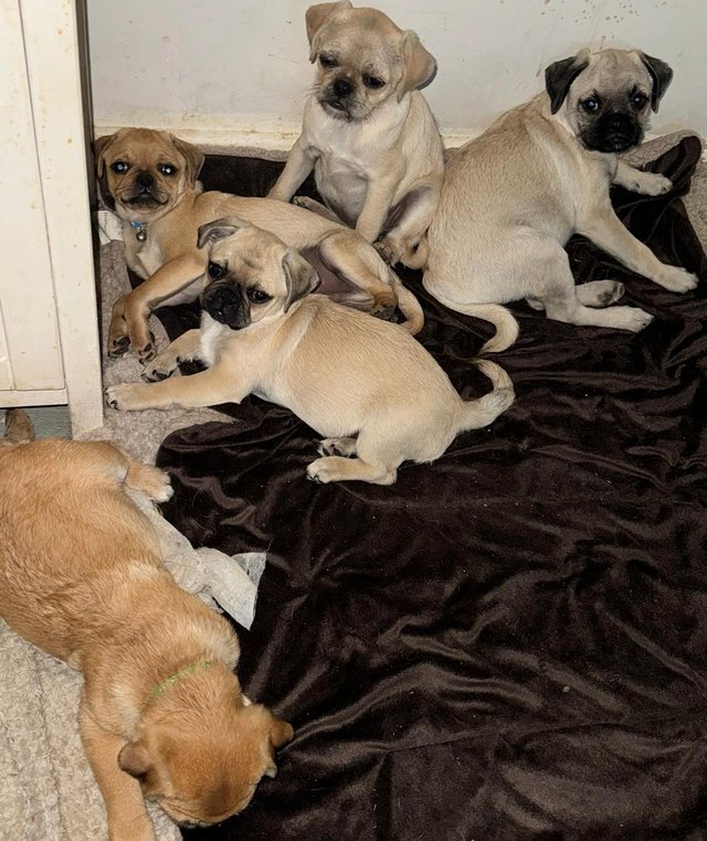 Preview of the first image of 6 very cute pug x shitzu puppies.