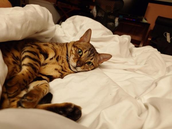 Image 9 of Cute bengal cat looking for good home (toilet trained)