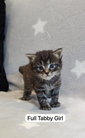 Image 7 of Beautiful Kittens For Sale ( Last Tabby Girl Available )