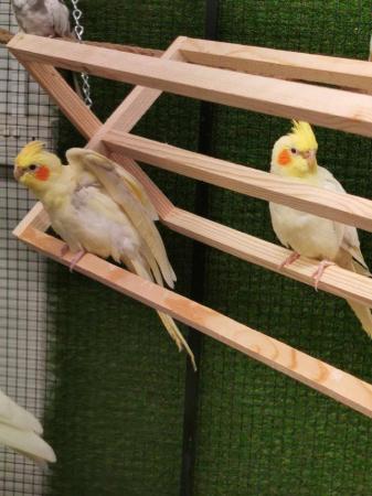 Image 1 of OFFER Stunning young STEADY cockatiels from £80