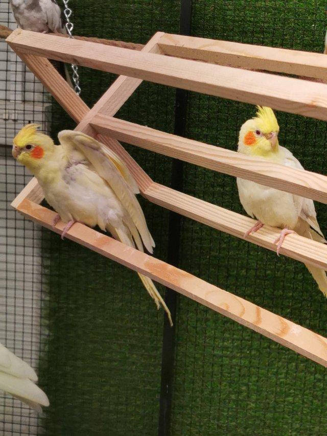 Preview of the first image of OFFER Stunning young STEADY cockatiels from £75.