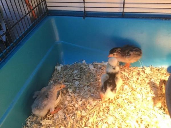 Image 3 of Guinea fowl chicks for sale