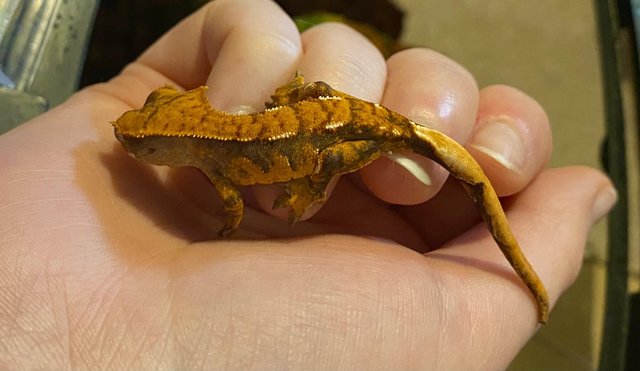 Image 2 of 7 month pos female black and orange crested gecko