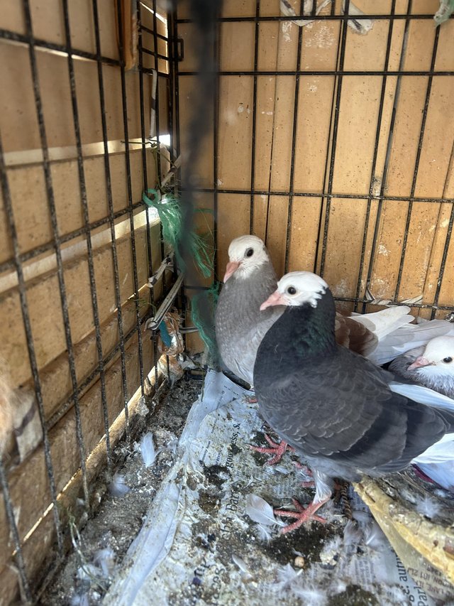 Pigeons for sale if anyone interested please contact me.