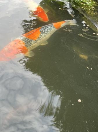 Image 8 of Koi now sold ………………………….