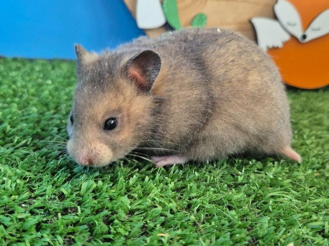 Preview of the first image of Baby Pedigree Syrian Hamsters Girl Girls Boy Boys.