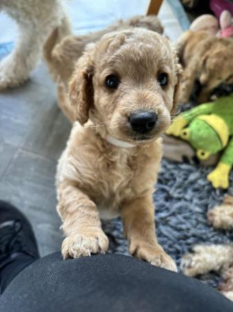 Image 4 of Cavapoo puppy ready on 3rd of may