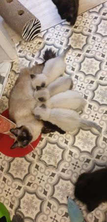Image 6 of Ragdoll kittens full vaccinated