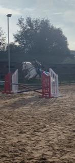 Image 3 of 15hh 15 year old connie for part loan