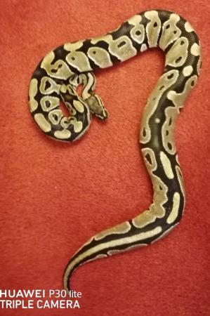 Image 2 of Royal Python 100% Normal het Toffee