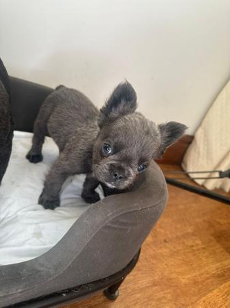 Image 13 of Gorgeous French bulldog puppies