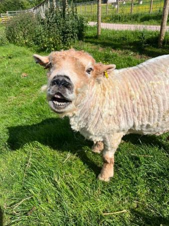 Image 3 of PEDIGREE grey face Dartmoor ram for sale + son