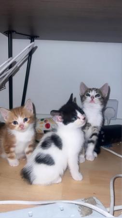 Image 5 of Kittens looking for loving Homes Newham