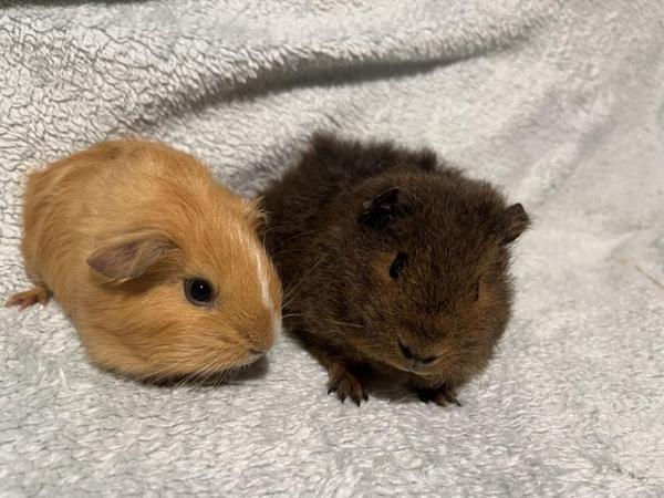 Image 15 of Male Guinea pigs for sale