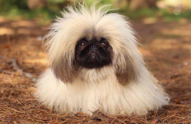Preview of the first image of PEKINGESE FAWN ELVIS FOR STUD DUTIES.