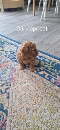 Image 6 of F1b cockapoo puppies for sale
