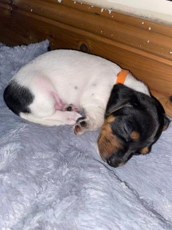 Image 6 of Jack Russell puppies ready to go in 3 weeks