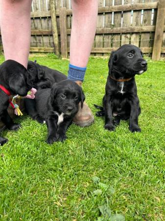 Image 1 of Springador puppies for sale