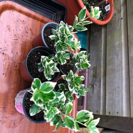Image 2 of EUONYMUS PERENNIAL PLANTS, POTTED UP