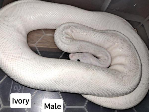 Image 6 of Various Royal pythons for sale from £80