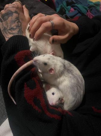 Image 3 of 4 dumbo rats for adoption