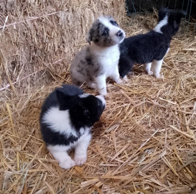 Preloved store border collies