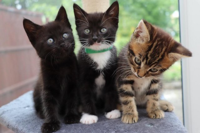 Image 17 of Beautiful Kittens Ready Soon