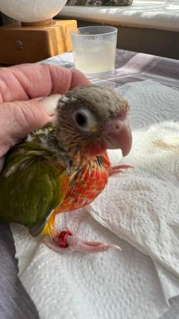 Image 6 of Handreared baby conures Various different mutations availablee