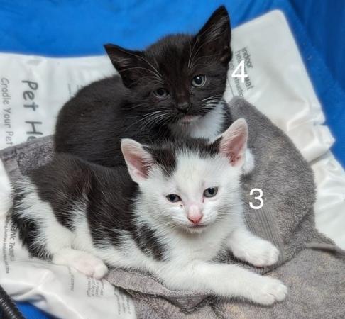 Image 14 of 4 gorgeously friendly kittens for sale!