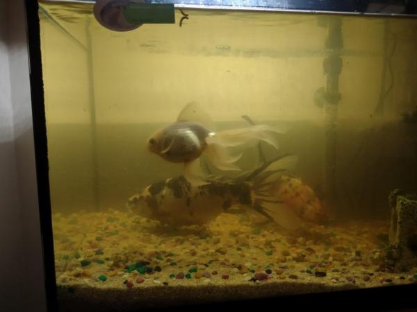Image 3 of Fish with tank, heater, filter, ornaments, gravel and lid