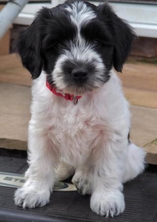 Image 4 of Clementine the Schapendoes puppy, aka Dutch Sheepdog
