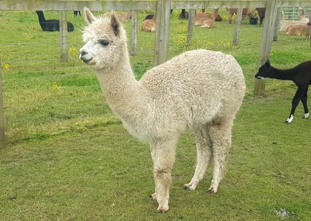 Image 4 of Female BAS alpaca Top quality Champion sired Served for 2025