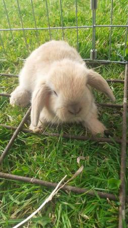 Image 5 of Beautiful, Well handled, Baby Mini Lop Rabbits