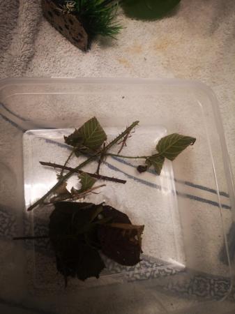 Image 4 of Baby Sungaya (sunny) stick insects free