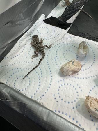 Image 2 of Bearded dragons for sale