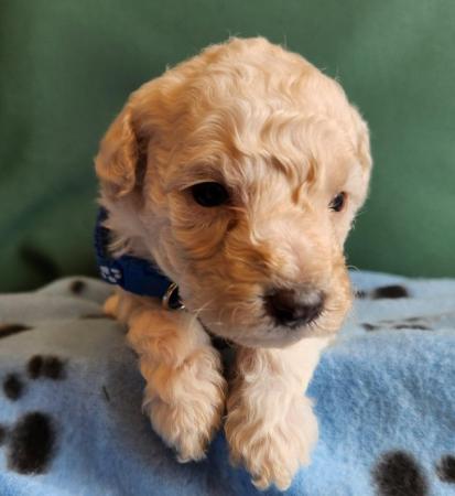Image 17 of Beautiful tiny toy poodle puppies