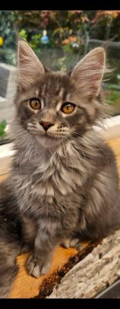 Image 3 of MAINE COON TICA REGISTERED KITTENS FOR SALE