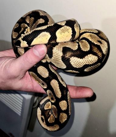 Image 5 of Pastel YellowBelly Ball Python - CB20 Male