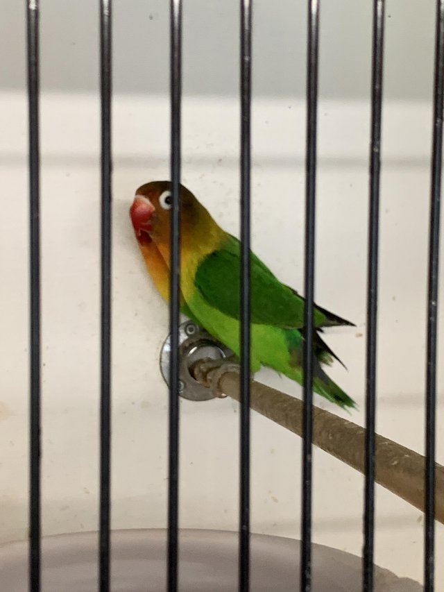 Preview of the first image of Pair Lovebirds Fischer with cage.