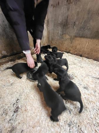Image 2 of Beautiful Labrador Puppies For Sale