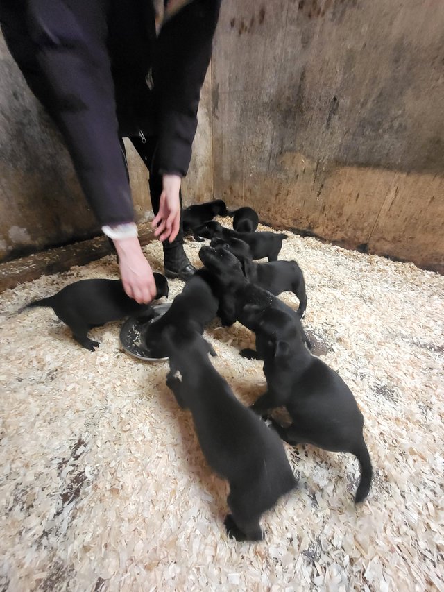 Preview of the first image of Beautiful Labrador Puppies For Sale.