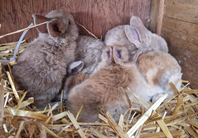 Image 9 of Bunnies looking for loving forever homes
