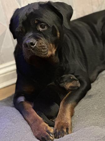 Image 2 of Rottweiler puppy available 14th may 1 chunky girl