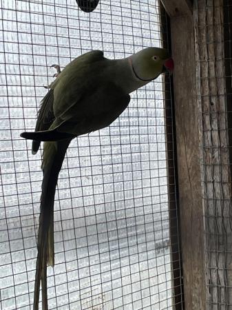 Image 5 of Olive green male ringneck parakeet