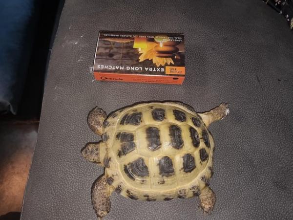 Image 2 of 5 years old horsefield tortois