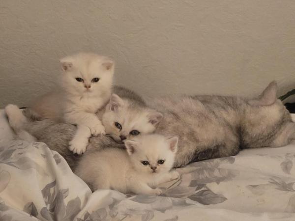 Image 5 of 14 week old male Pedigree British Shorthair silver kitten