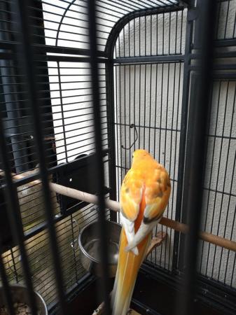 Image 5 of Parakeet beautiful 13 months old