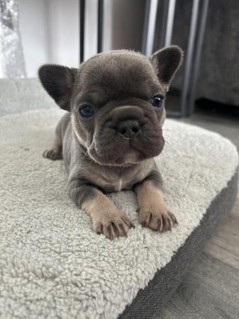 Image 27 of KC registered French Bulldogs